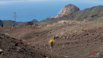 Экскурсия по вулканам Тенерифе