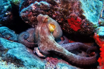 diving-na-tenerife-014
