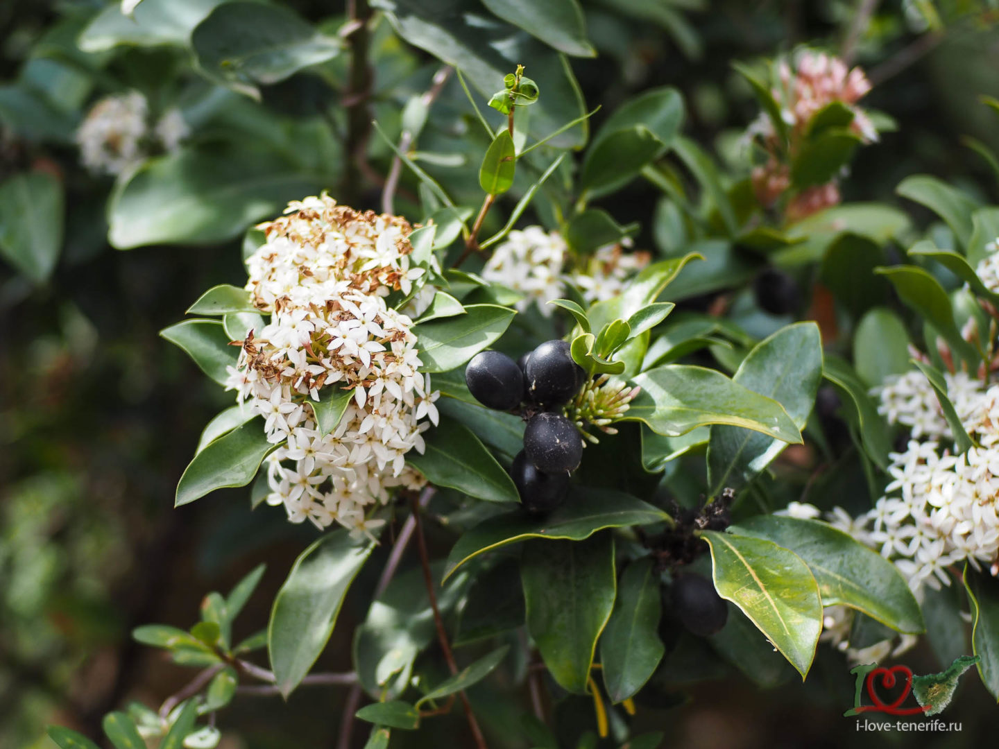 Цветет оливковое дерево, февраль 2022, хайкинг на Тенерифе