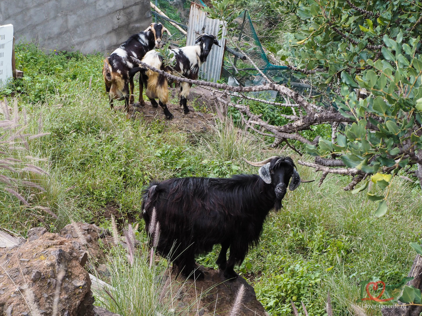 Домашние козы в ущелье Анаги, февраль 2022, хайкинг на Тенерифе