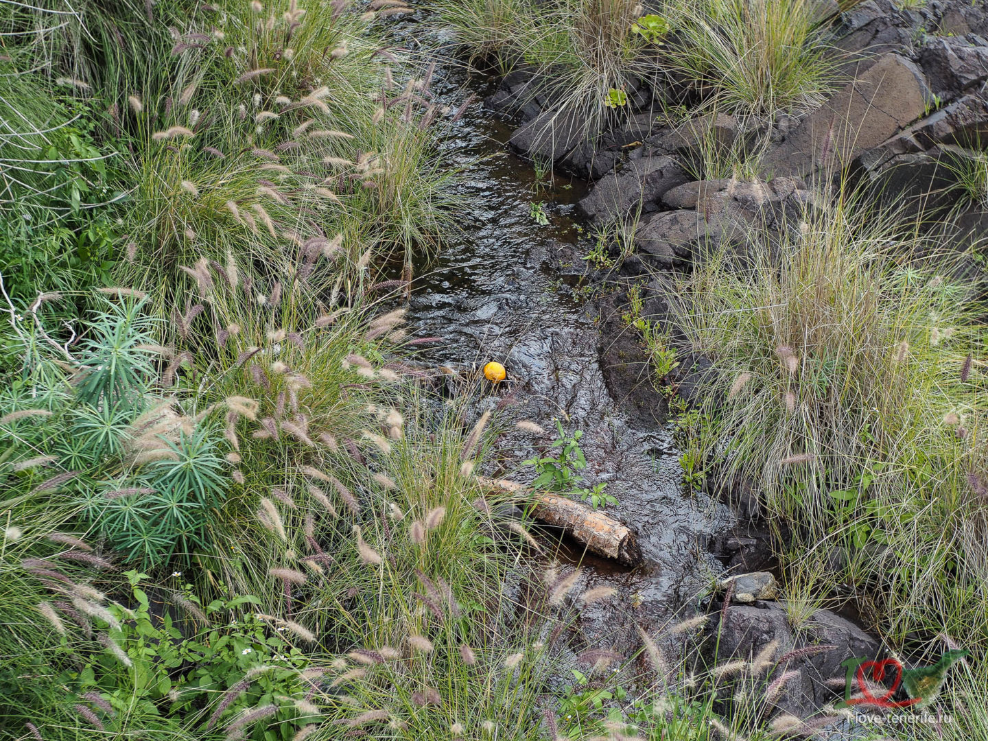 Ручей и упавший туда с дерева апельсин, февраль 2022, хайкинг на Тенерифе