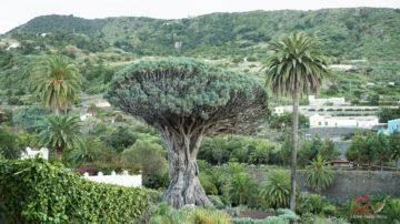 Тысячелетнее драконово дерево в Ик