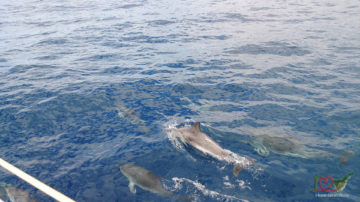 Дельфины на Тенерифе, морская прог