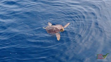 Черепахи на Тенерифе, морская прог